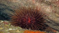 070 Oursin commun (Paracentrotus lividus)